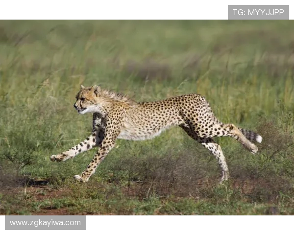 美洲狮与虎的生存之战谁才是丛林之王的真正代表